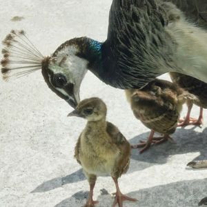 Meet your Posher, Marla